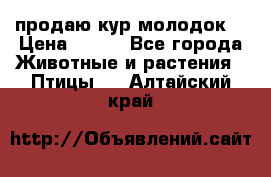 продаю кур молодок. › Цена ­ 320 - Все города Животные и растения » Птицы   . Алтайский край